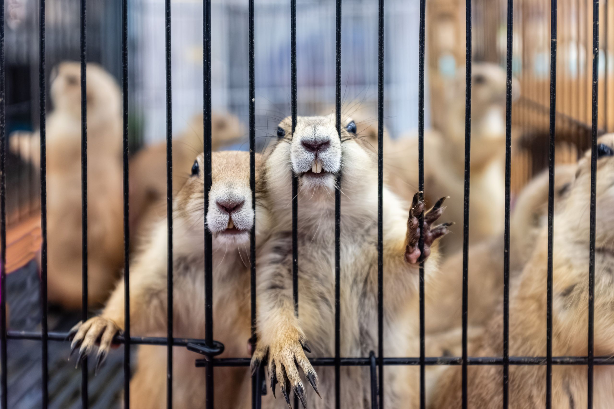 magasin pour animaux