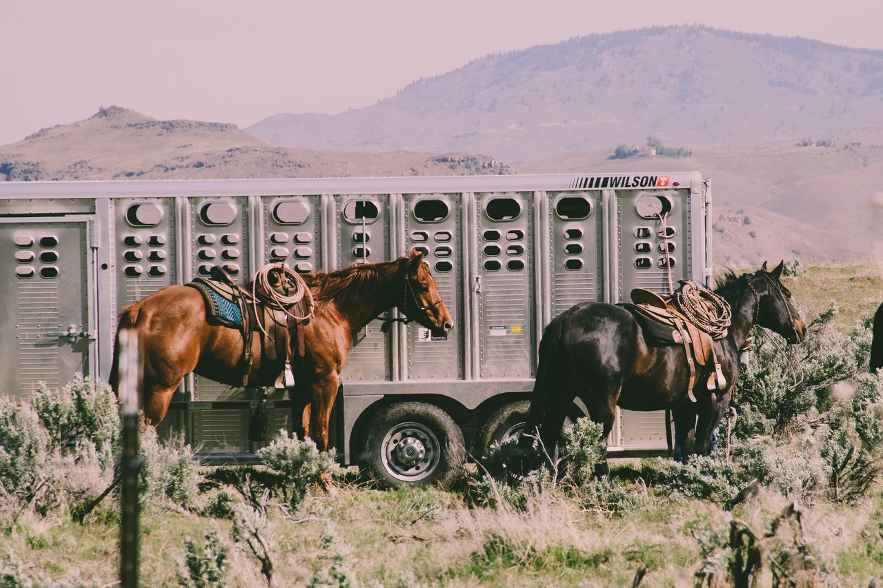 Le spécialiste du transport de chevaux