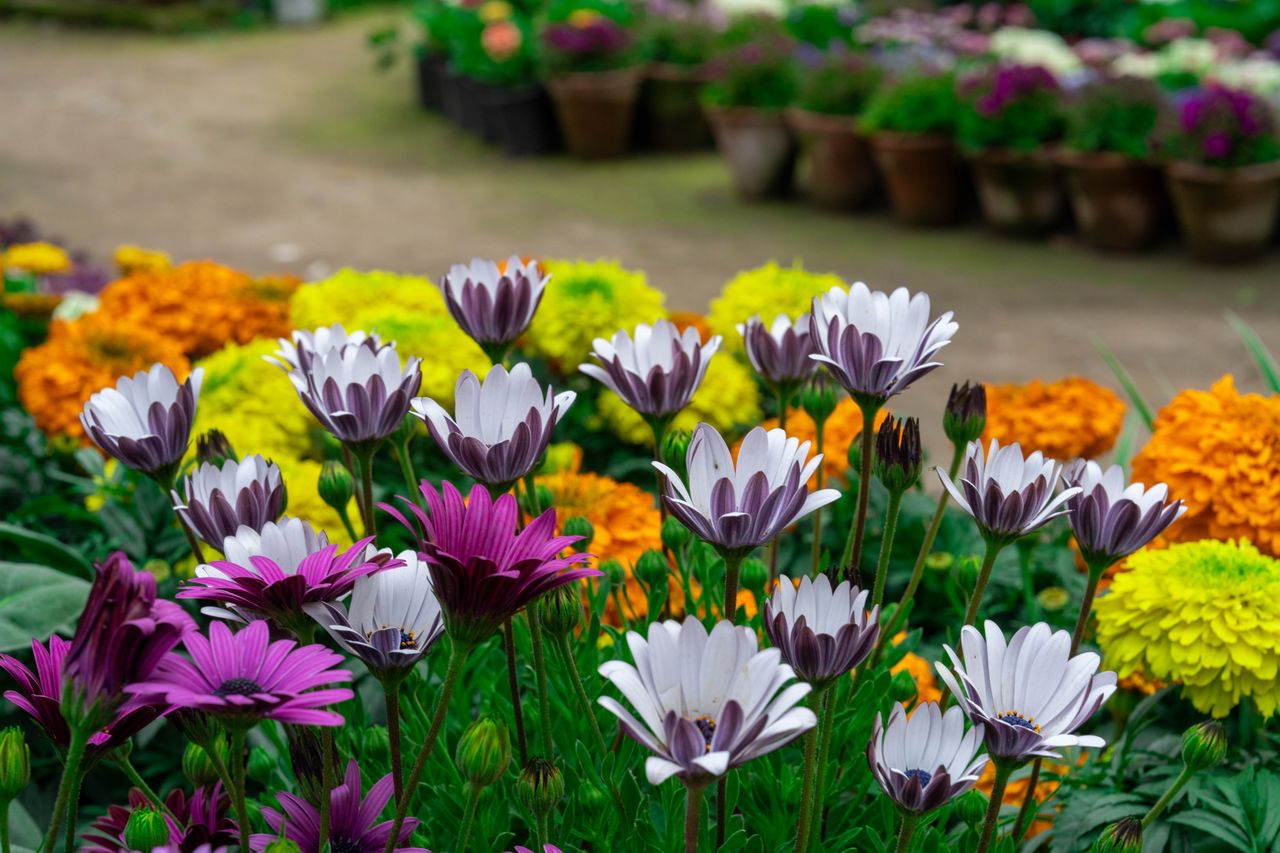 Christophe Amouroux pour rénover votre jardin