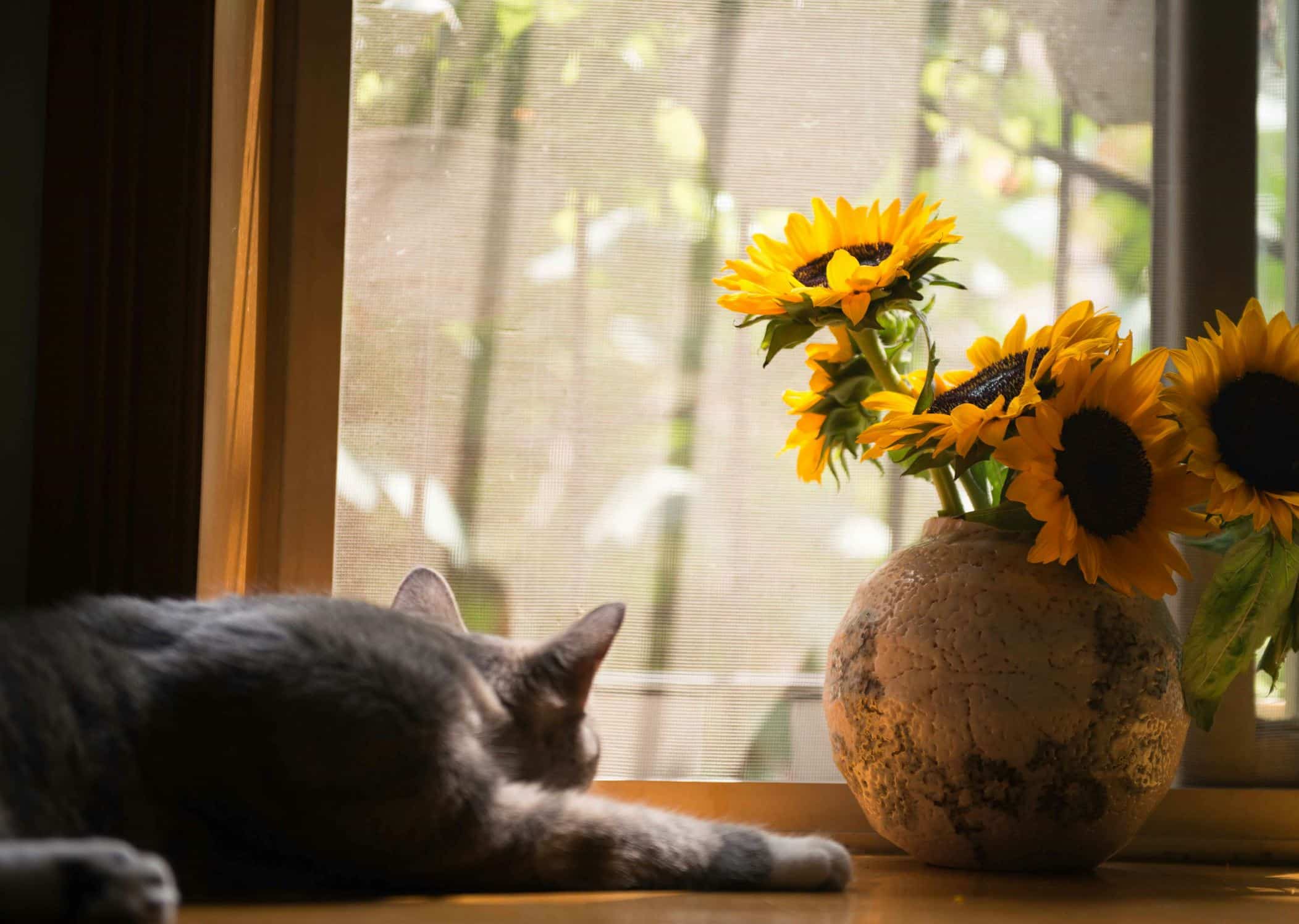 repos chat