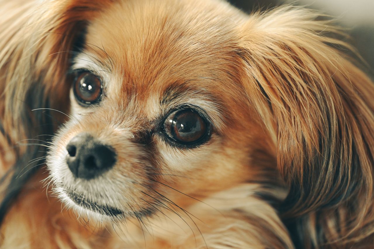 chiens.top, le blog incontournable pour tout savoir sur les chiens